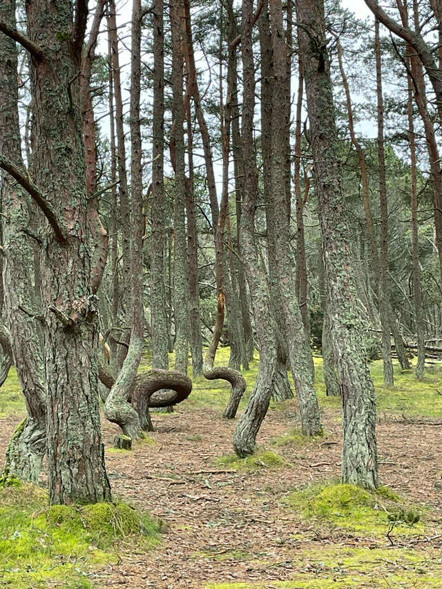 Гостиница Логер Хаус Зеленоградск-69